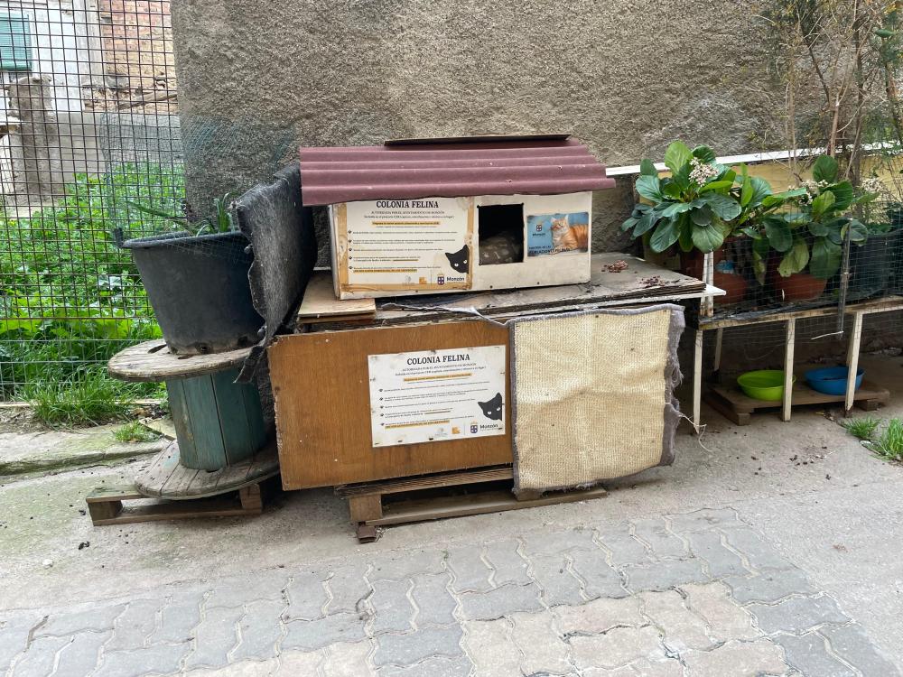 Imagen El Ayuntamiento retirará la comida para gatos que no esté en los sitios autorizados