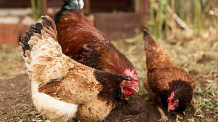 Imagen El alcalde de Monzón publica un bando sobre las medidas de prevención de...