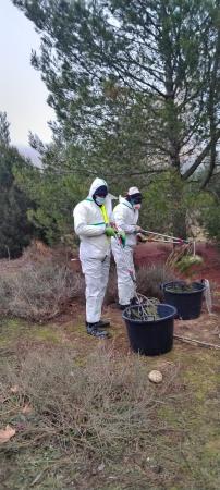 Imagen Retirada de bolsones de procesionaria en el entorno de Monzón