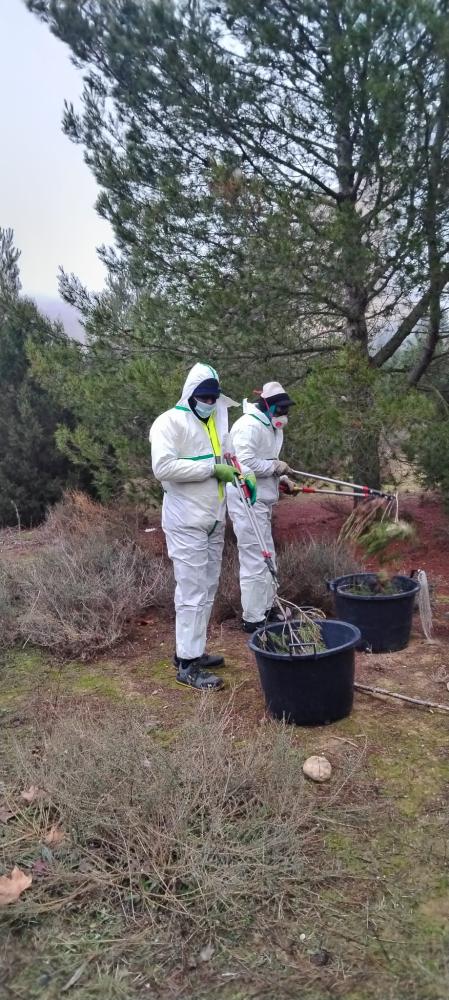 Imagen Retirada de bolsones de procesionaria en el entorno de Monzón