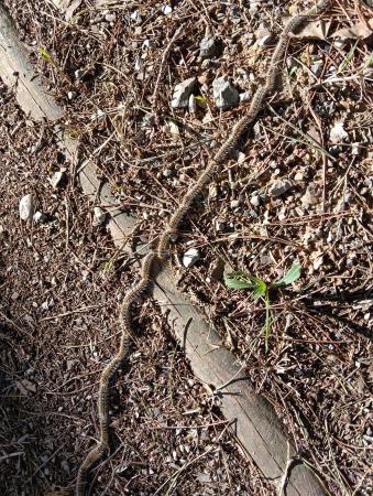 Imagen Consejos sobre procesionaria en Monzón