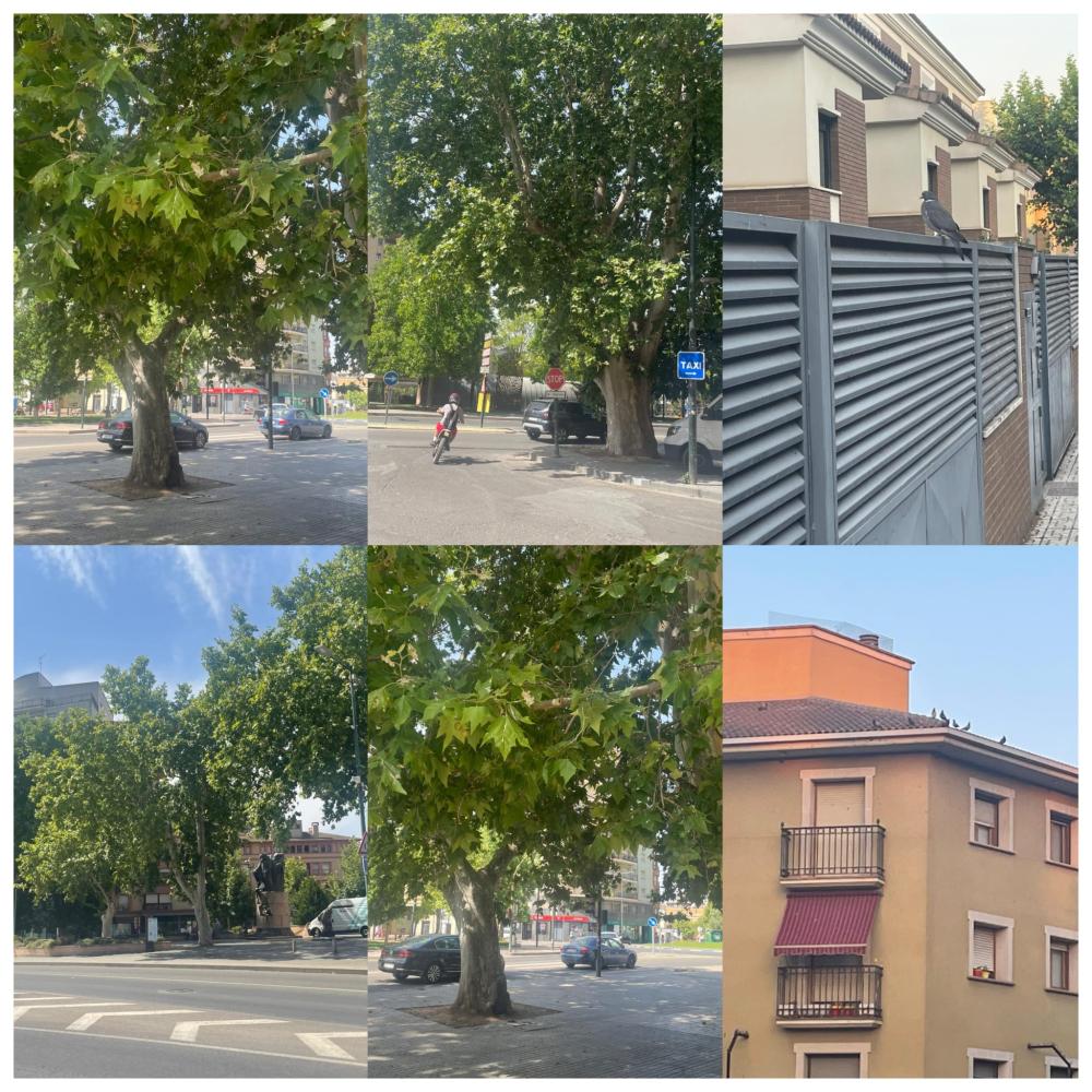 Imagen El Ayuntamiento adjudica el servicio de control de plagas de palomas en Monzón, Selgua y Conchel
